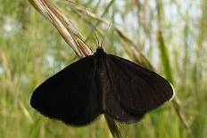 Euzophera luculentella - Schwarzspanner (Rußspanner)